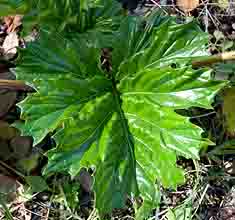 Acanthus mollis_leaf